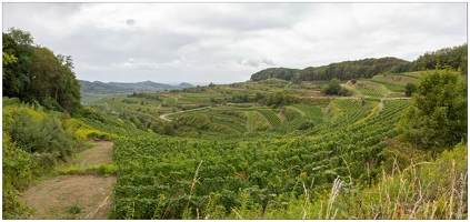 20190905-60 9149-Route vers Oberbergen La Vue sur le Kaiserstuhk Pano