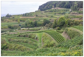 20190905-62 9150-Route vers Oberbergen La Vue sur le Kaiserstuhk