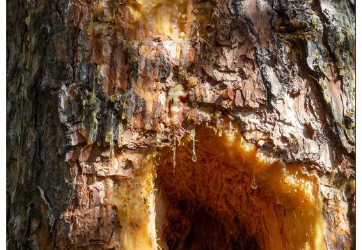 20190923-9345-Val d Escreins Trous de pic vert