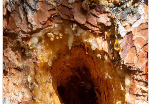 20190923-9346-Val d Escreins Trous de pic vert