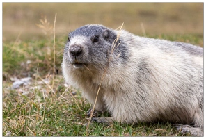 20190924-08 9447-Larche Vallon du Lauzanier Marmotte