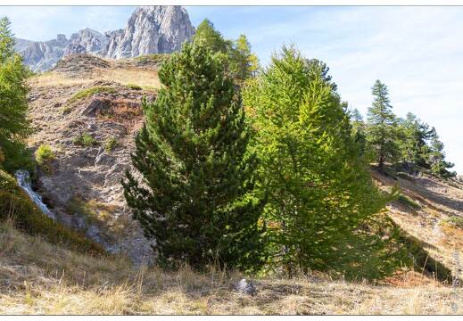 20190928-027 0116-Vallee de La Claree Pin Cembro et meleze
