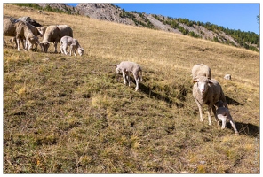 20190926-035 09730-Montee Col du Parpaillon Brebis et agneaux