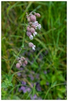 20200616-39 1847-Peisey Nancroix Fleur Silene enflee