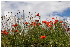 20200617-1863-Coquelicots