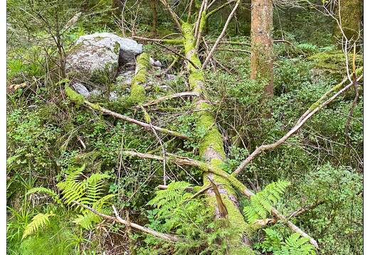 20200908-3138-Haut du Tot Foret