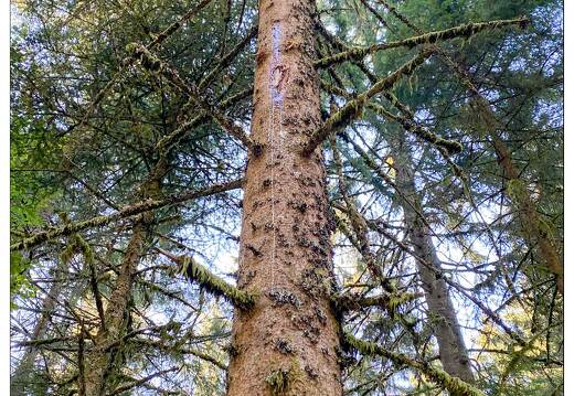 20200908-3140-Haut du Tot Foret