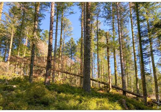 20200908-3142-Haut du Tot Foret