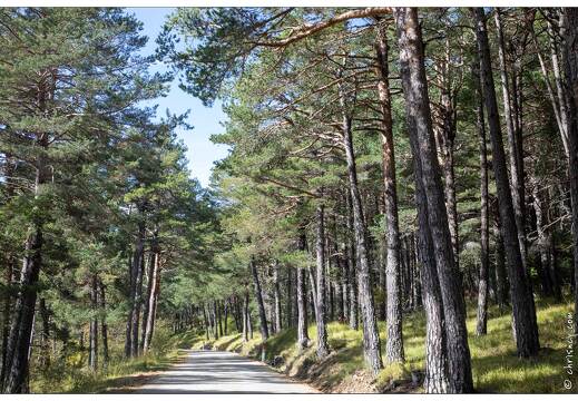 20201007-13 4990-Route et foret de pins