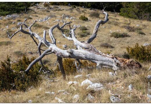 20201007-25 5006-Col de Bleine Arbre mort
