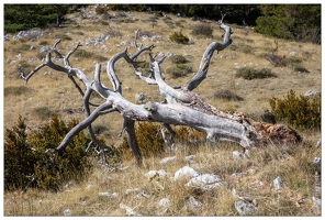 20201007-25 5006-Col de Bleine Arbre mort