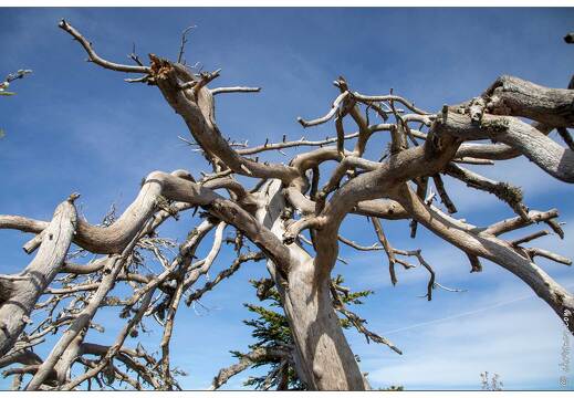 20201007-29 5010-Col de Bleine Arbre mort