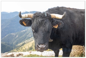 20201001-042 4492-Vache Boucle de l Authion