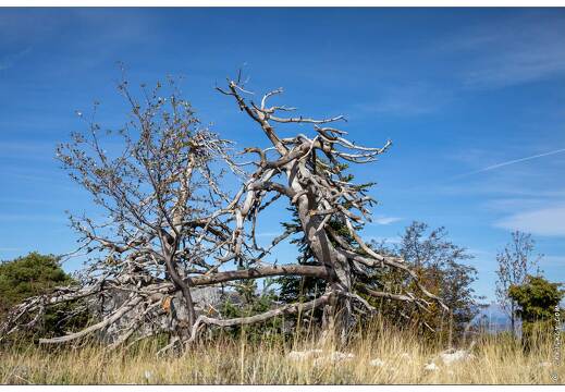 20201007-26 5007-Col de Bleine Arbre mort