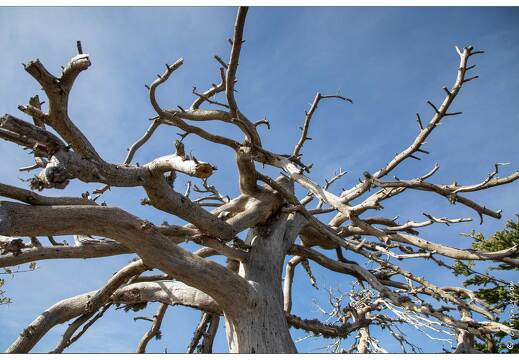 20201007-28 5009-Col de Bleine Arbre mort