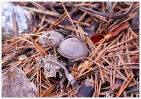 20201016-0327-Champignons petits gris