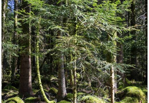 20210331-6013-Liezey la foret 