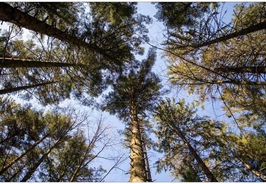 20210331-6015-Liezey la foret 