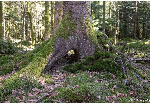 20210331-5999-Liezey la foret 