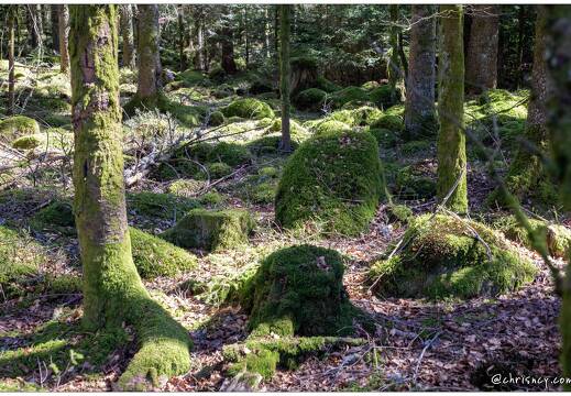 20210331-6001-Liezey la foret 