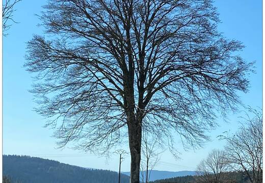 20210331-5310-Liezey Arbre 