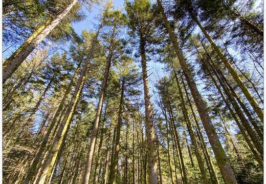 20210331-5313-Liezey la foret 