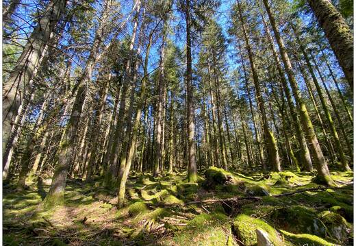 20210331-5314-Liezey la foret 