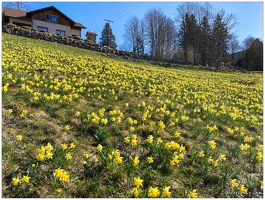 20210404-5359-Les Bas Rupts Jonquilles 