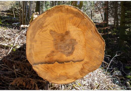 20210404-6044-Arbre scie 