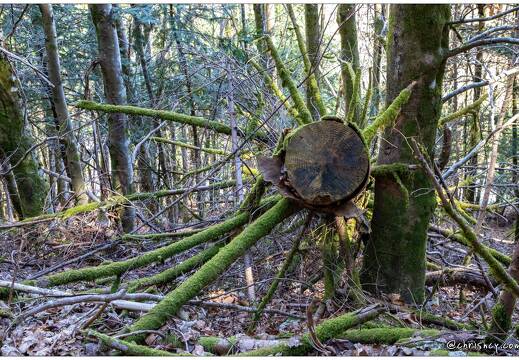 20210404-6095-Arbre Wildenstein 