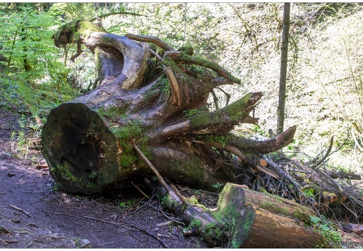 20210528-6767-Gerardmer Le Saut de la Bourrique