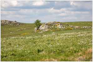 L'Aubrac