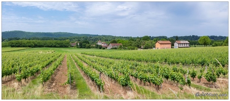 20210616-19 7973-Anglars Juillac le vignoble Pano