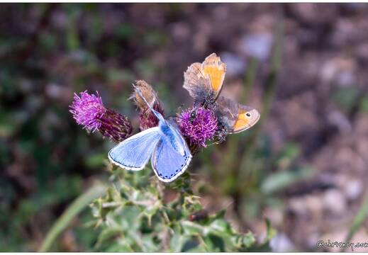 20210921-134835 0560-Azuré de l'Ajonc et Fadets communs Vallon de Laverq