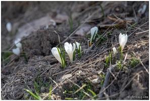 20220430-29 1210-Col de Vars Crocus