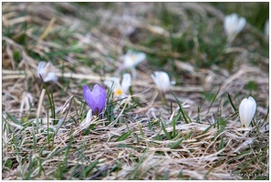 20220430-30 1222-Col de Vars Crocus