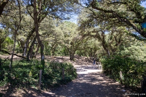 20220531-21 2702-Noirmoutier en l ile Bois de la Chaize