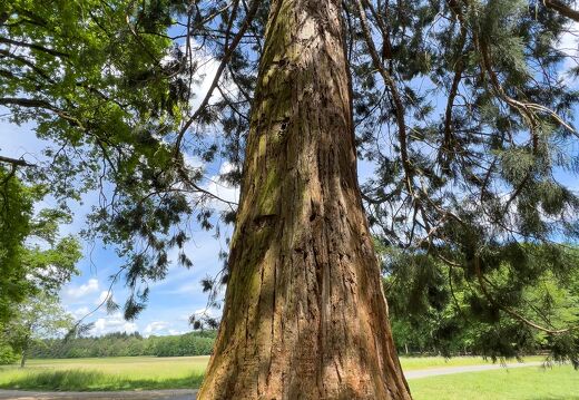 20220524-127 1981-Sequoia st Jean de Braye Charbonniere