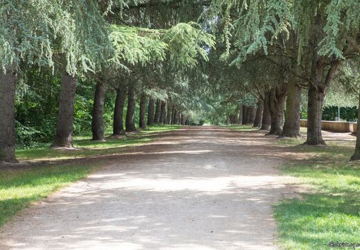 20220524-131 2330-Saint Jean de Braye Chateau de Charbonniere Cedre