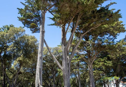 20220531-52 2683-Noirmoutier en l ile Bois de la Chaize