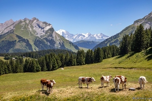 20220708-38 3141-La Clusaz Pointe de Beauregard Mont Blanc et vaches