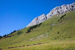 20220708-52 3175-Col des Aravis