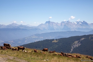 20220711-3351-Chemin col de Cenise