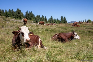 20220711-3352-Chemin col de Cenise