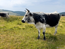 20220720-3352-Vache vosgienne