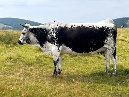 20220720-3354-Vache vosgienne