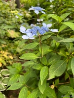 20220721-3396-Jardin des panrees hortensia de virginie