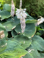 20220721-3401-Jardin des panrees hosta