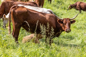 20240610-22 2772-Vaches Salers