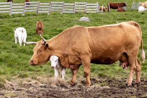 20240615-42 3346-Vache et veau Cantal